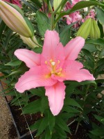 [5255 Vendome No02.JPG]